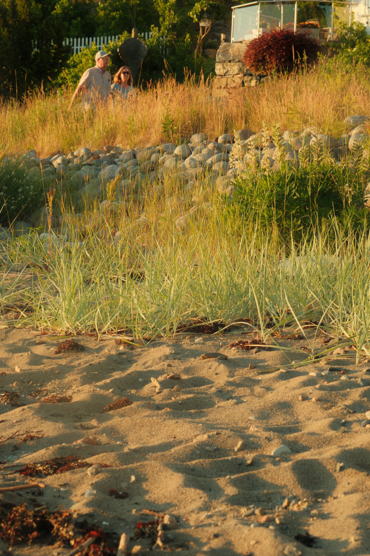 Two people walking through tall summer grass above the beach at Hvitsten.